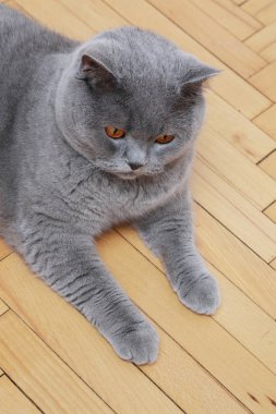 Yakışıklı kedi İngiliz mavi doğurmak