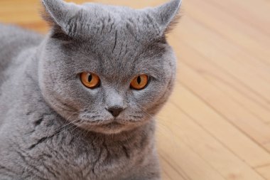 Yakışıklı kedi İngiliz mavi doğurmak