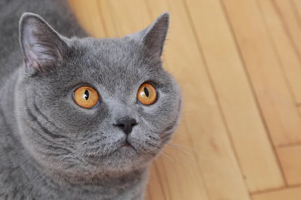 Handsome Cat British Blue Breed — Stock Photo, Image