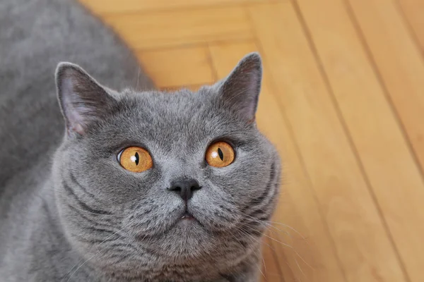 Gato Bonito Raça Azul Britânico — Fotografia de Stock