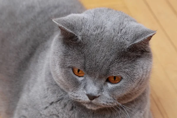 英俊的猫英国蓝色品种 — 图库照片