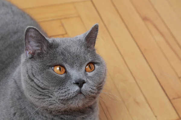 Handsome Cat British Blue Breed — Stock Photo, Image