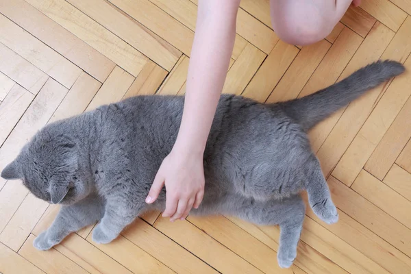 Gato Bonito Raça Azul Britânico — Fotografia de Stock