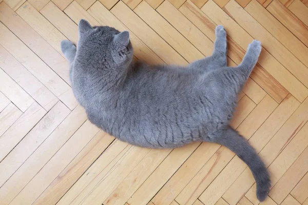 Gato Bonito Raça Azul Britânico — Fotografia de Stock