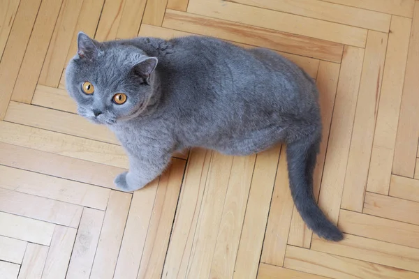 Gato Bonito Raça Azul Britânico — Fotografia de Stock