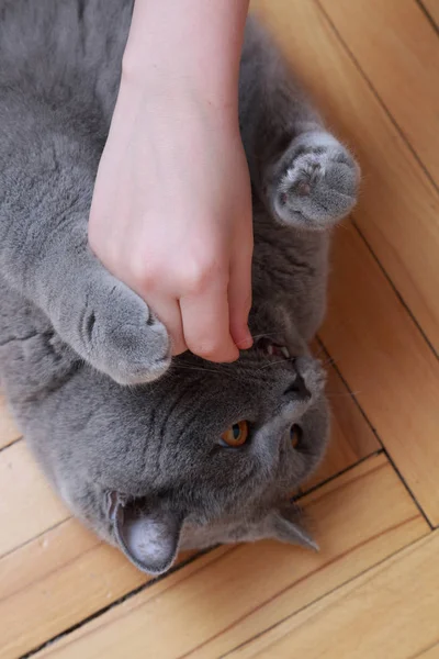 Gato Bonito Raça Azul Britânico — Fotografia de Stock