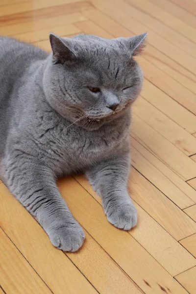 Gato Bonito Raça Azul Britânico — Fotografia de Stock