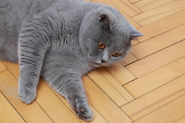 Yakışıklı Kedi Ngiliz Mavi Doğurmak — Stok fotoğraf