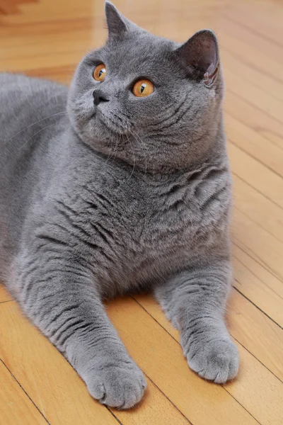 Gato Bonito Raça Azul Britânico — Fotografia de Stock