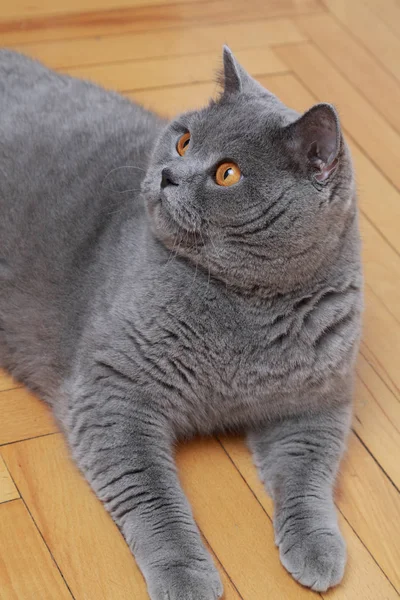 Handsome Cat British Blue Breed — Stock Photo, Image