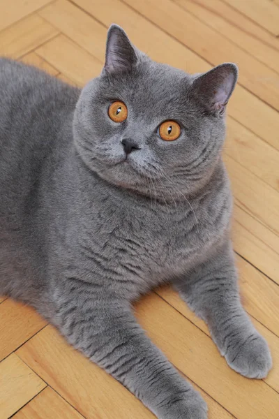 Красивий Кіт Британська Блакитна Порода — стокове фото