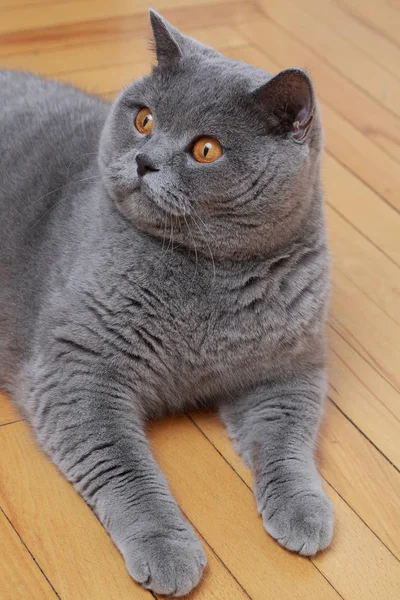 Gato Bonito Raça Azul Britânico — Fotografia de Stock