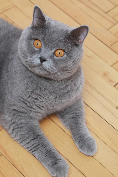 Handsome Cat British Blue Breed — Stock Photo, Image