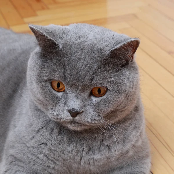 Przystojny Kot Brytyjski Niebieski Rasa — Zdjęcie stockowe