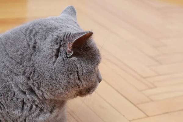 Gato Bonito Raça Azul Britânico — Fotografia de Stock