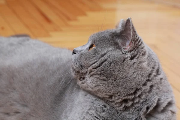 Yakışıklı kedi İngiliz mavi doğurmak