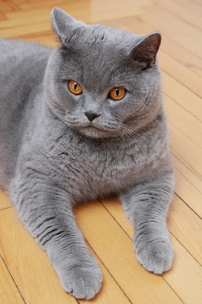 Guapo Gato Británico Azul Crianza —  Fotos de Stock