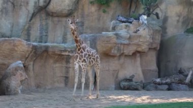 Valencia, İspanya - 16 Haziran 2018: Biopark'ta güzel zürafalar. Valencia Hayvanat Bahçesi, İspanya.