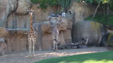 Valencia, İspanya - 16 Haziran 2018: Biopark'ta güzel zürafalar. Valencia Hayvanat Bahçesi, İspanya.