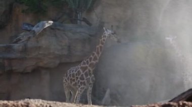 Valencia, İspanya - 16 Haziran 2018: Biopark'ta güzel zürafalar. Valencia Hayvanat Bahçesi, İspanya.