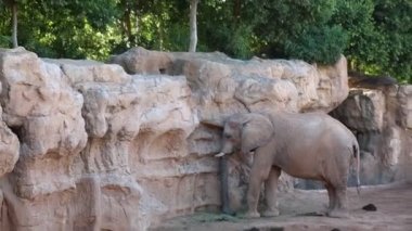 VALENCIA, İSPAN - 16 Haziran 2018 Biopark 'taki fil. Valencia, İspanya 'da hayvanat bahçesi.