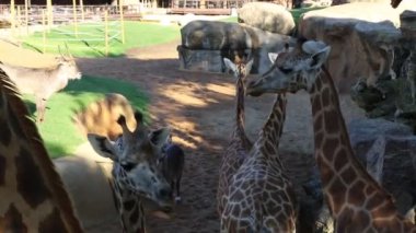 Valencia, İspanya - 16 Haziran 2018: Biopark'ta güzel zürafalar. Valencia Hayvanat Bahçesi, İspanya.