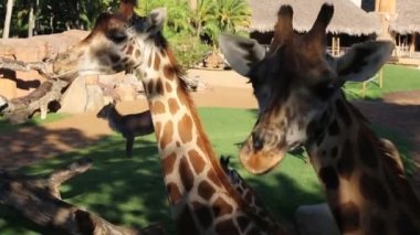 Valencia, İspanya - 16 Haziran 2018: Biopark'ta güzel zürafalar. Valencia Hayvanat Bahçesi, İspanya.