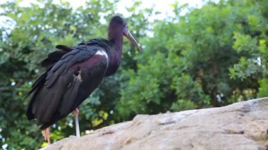 Yabani, egzotik, vahşi, siyah kuşa yakın. 