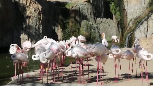 Valencia Spanien Juni 2018 Vackra Flamingos Bioparken Zoo Valencia Spanien — Stockvideo