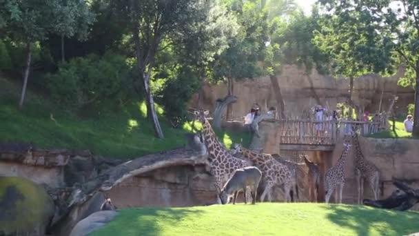 Валенция Испания Июня 2018 Года Красивые Жирафы Биопарке Зоопарк Валенсии — стоковое видео