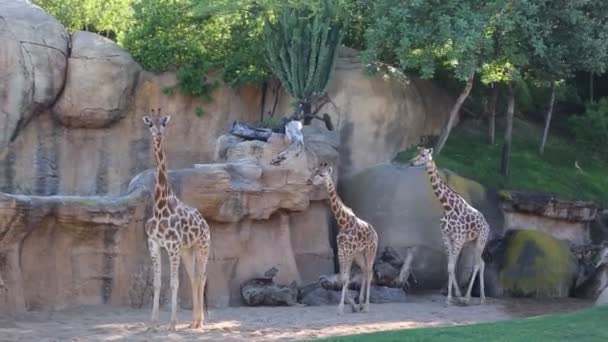 Valencia Espagne Juin 2018 Belles Girafes Dans Biopark Zoo Valence — Video