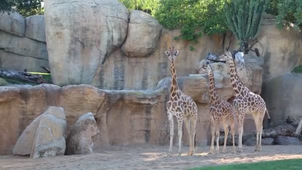 Walencja Hiszpania Czerwca 2018 Piękne Żyrafy Bioparku Zoo Walencja — Wideo stockowe