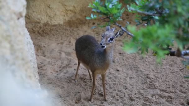 Valencia Spain June 2018 Deer Looking Camera Bioparc Зоопарк Валенсії — стокове відео