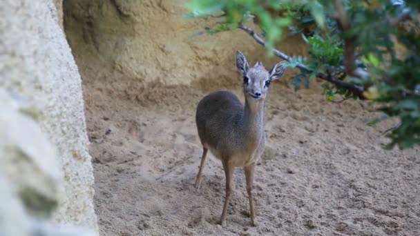 瓦伦西亚 Spain June 2018 Deer Looking Camera Bioparc 西班牙瓦伦西亚动物园 — 图库视频影像