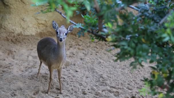 Valencia Spanyolország Június 2018 Szarvas Néz Kamera Bioparc Állatkert Valencia — Stock videók