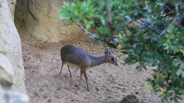 瓦伦西亚 Spain June 2018 Deer Looking Camera Bioparc 西班牙瓦伦西亚动物园 — 图库视频影像