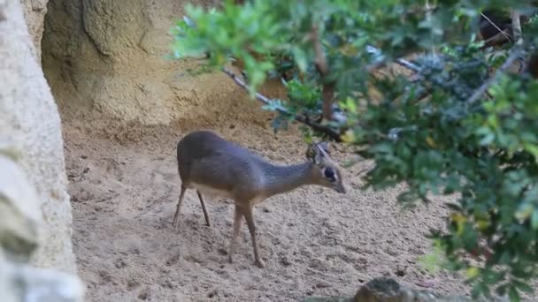 Valencia Spanyolország Június 2018 Szarvas Néz Kamera Bioparc Állatkert Valencia — Stock videók