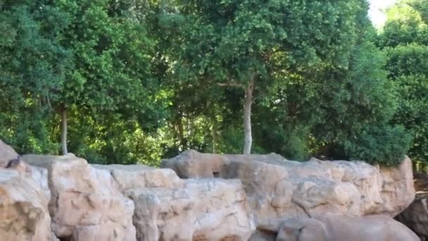 Валенция Испания Июня 2018 Года Слон Биопарке Зоопарк Валенсии Испания — стоковое видео