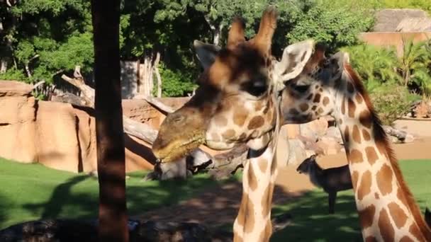 Valencia Espagne Juin 2018 Belles Girafes Dans Biopark Zoo Valence — Video