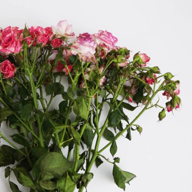  görüntü kurutulmuş gül