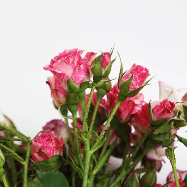 Studio resim kurutulmuş gül