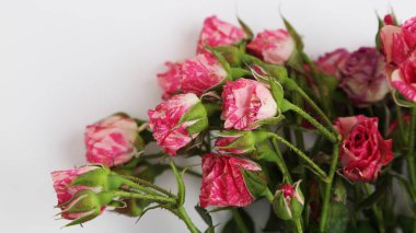 Studio resim kurutulmuş gül