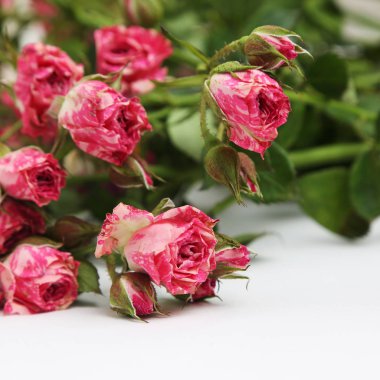 Studio resim kurutulmuş gül