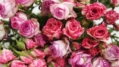 görüntü kurutulmuş gül