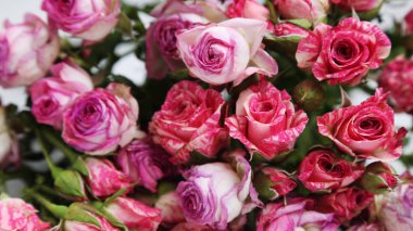 görüntü kurutulmuş gül