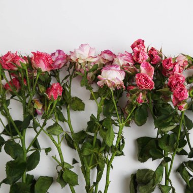 görüntü kurutulmuş gül