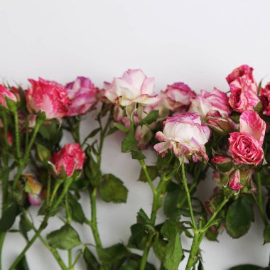 görüntü kurutulmuş gül