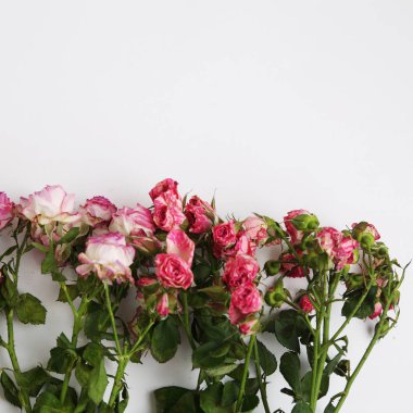 görüntü kurutulmuş gül