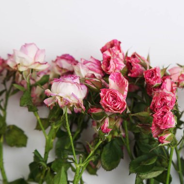 görüntü kurutulmuş gül