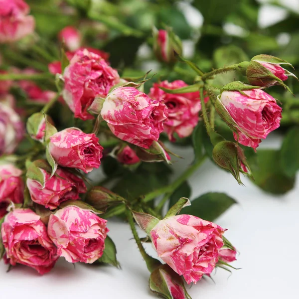 Image Dried Roses — Stock Photo, Image